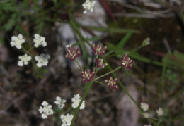 Torilis arvensis, Torilis des champs