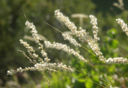 Melica ciliata, Mélique ciliée