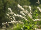 Melica ciliata, Mélique ciliée