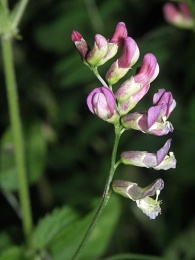 Vicia dumetorum, Vesce des buissons