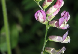 Vicia dumetorum, Vesce des buissons