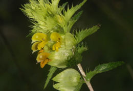 Rhinanthus glacialis, Rhinanthe aristé