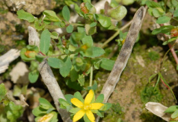 Hypericum humifusum, Millepertuis couché