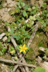 Hypericum humifusum, Millepertuis couché