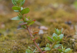 Anagallis minima, Mouron nain