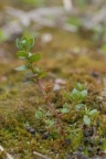Anagallis minima, Mouron nain