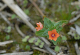 Anagallis arvensis, Mouron des champs