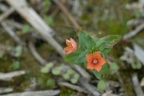 Anagallis arvensis, Mouron des champs