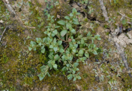 Anagallis minima, Mouron nain