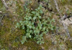 Anagallis minima, Mouron nain