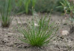 Eleocharis ovata, Héléocharis ovale