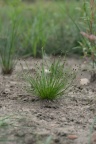 Eleocharis ovata, Héléocharis ovale