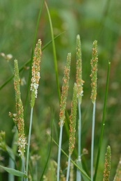 Alopecurus aequalis, Vulpin fauve