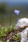 Campanula cochleariifolia, Campanule naine