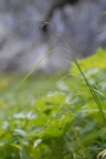 Poa hybrida, Paturin hybride