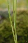Poa hybrida, Paturin hybride