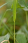 Poa hybrida, Paturin hybride