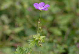 Geranium palustre, Géranium des marais