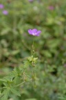 Geranium palustre, Géranium des marais