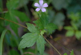 Geranium nodosum, Géranium noueux