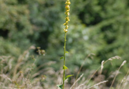 Verbascum nigrum, Molène noire