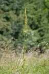 Verbascum nigrum, Molène noire
