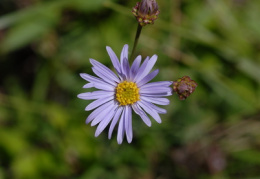 Aster amellus, Aster amelle