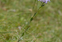 Aster amellus, Aster amelle