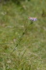 Aster amellus, Aster amelle