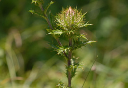 Carlina vulgaris, Carline vulgaire