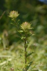 Carlina vulgaris, Carline vulgaire