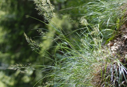 Achnatherum calamagrostis, Stipe calamagrostide