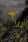 Saxifraga aizoides, Saxifrage des ruisseaux