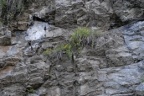 Saxifraga aizoides, Saxifrage des ruisseaux