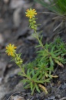 Saxifraga aizoides, Saxifrage des ruisseaux