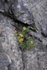 Saxifraga aizoides, Saxifrage des ruisseaux