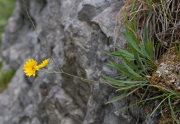 Hieracium bupleuroides, Épervière buplèvre