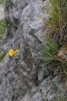 Hieracium bupleuroides, Épervière buplèvre