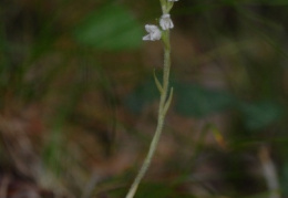 Goodyera repens, Goodyère rampante