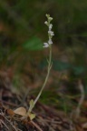 Goodyera repens, Goodyère rampante