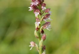 Orchis ustulata subsp. aestivalis, Orchis d'été