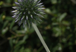 Echinops sp.