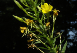 Oenothera parviflora, Onagre à petites fleurs