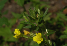 Oenothera parviflora, Onagre à petites fleurs