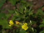 Oenothera parviflora, Onagre à petites fleurs