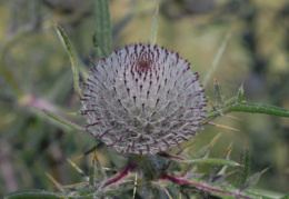 Cirsium eriophorum, Cirse laineux