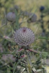 Cirsium eriophorum, Cirse laineux