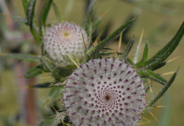 Cirsium eriophorum, Cirse laineux