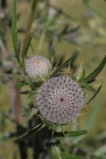 Cirsium eriophorum, Cirse laineux