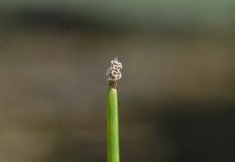 Eleocharis austriaca, Héléocharis d'Autriche